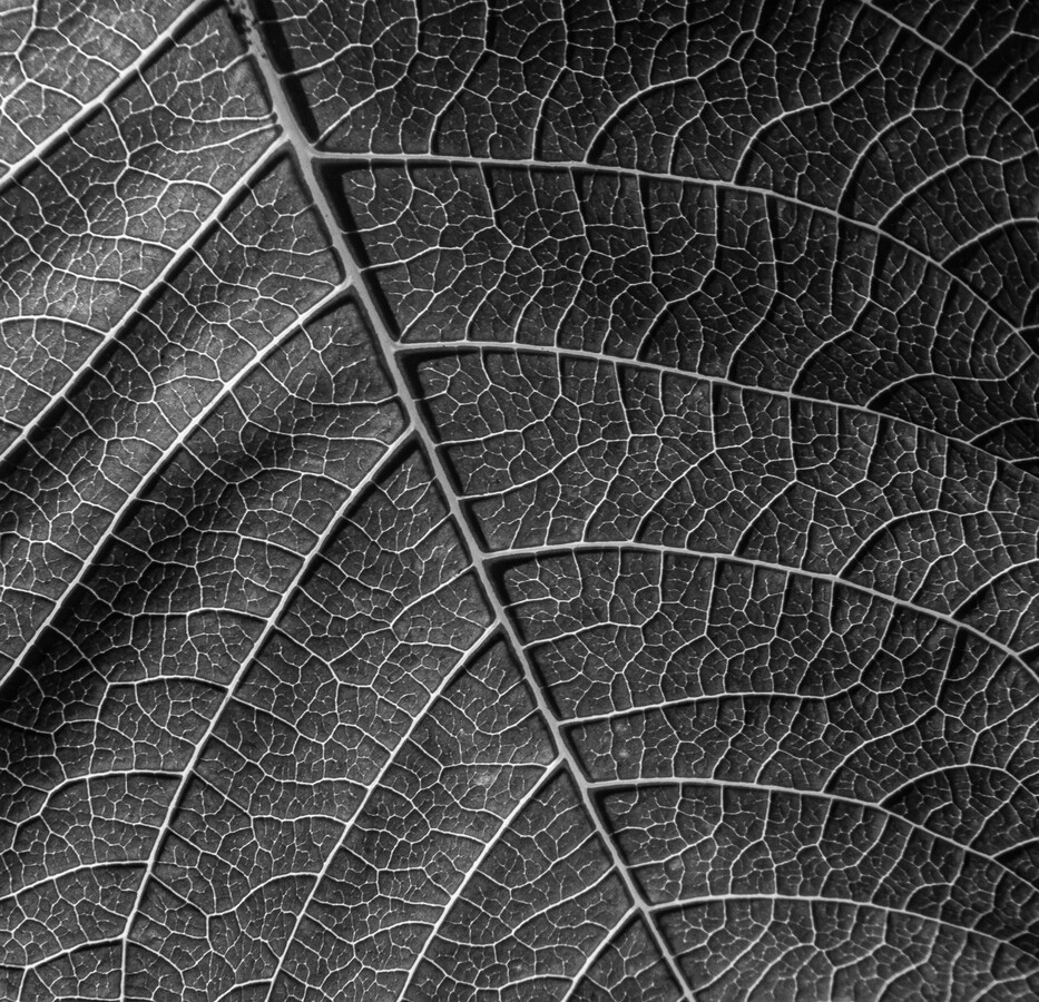 Leaf Veins - Katharine Showell